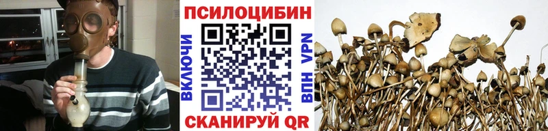 Галлюциногенные грибы Psilocybe  где купить наркоту  Балтийск 